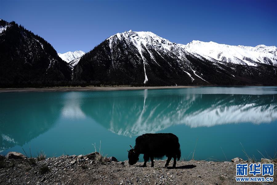 湖水映雪山然乌湖景色如画